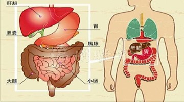 肝胆胰脾位置示意图图片